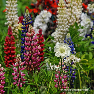 April is een gunstige maand voor het planten van vaste planten